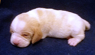 Starz Girl 3 Week 2